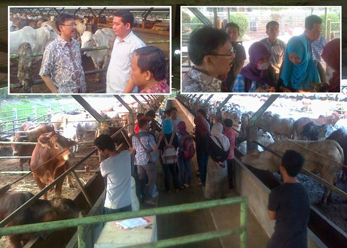 Staf Ahli Mentan Sidak ke `Feedlots` di Bogor, Pantau Komitmen Apfindo